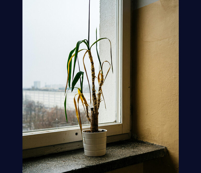 Wilting plant