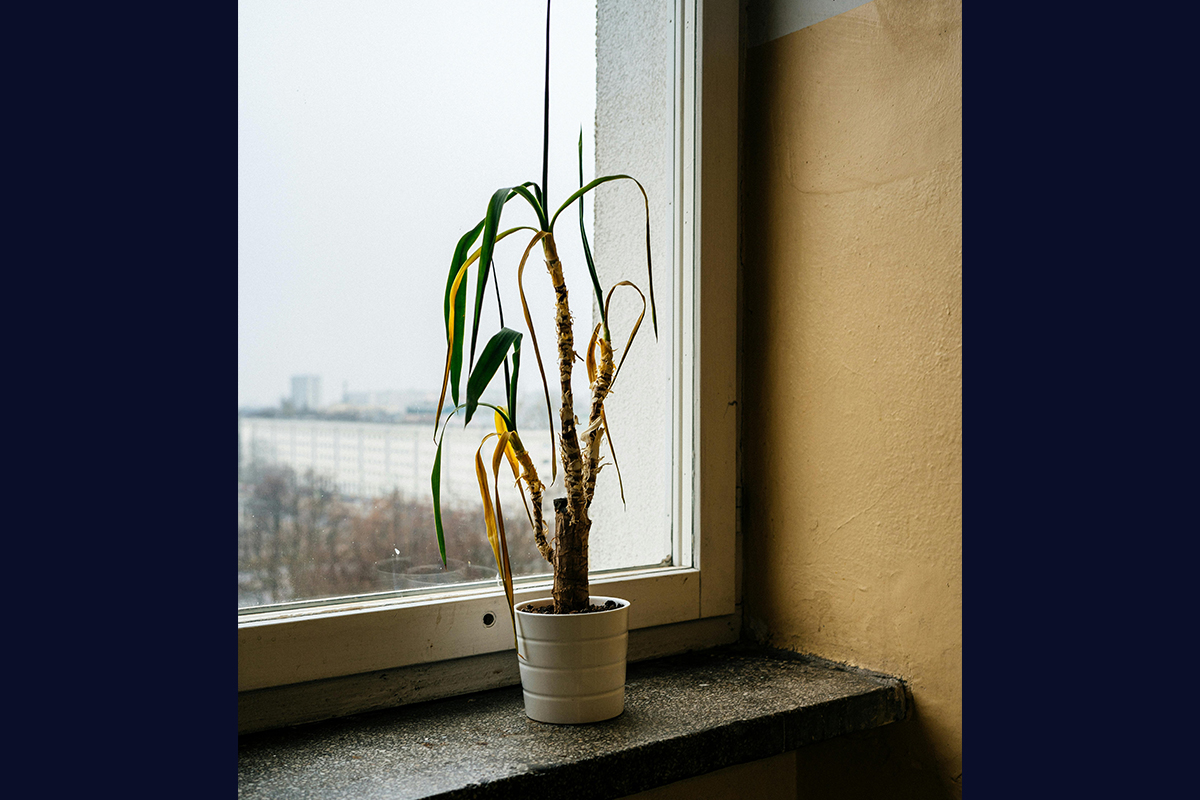 Wilting plant